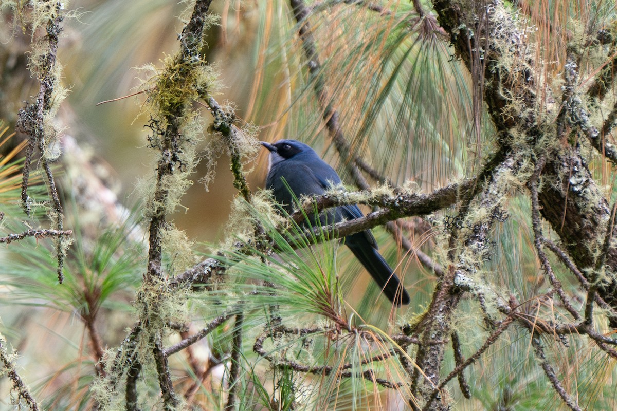Dwarf Jay - ML626988592