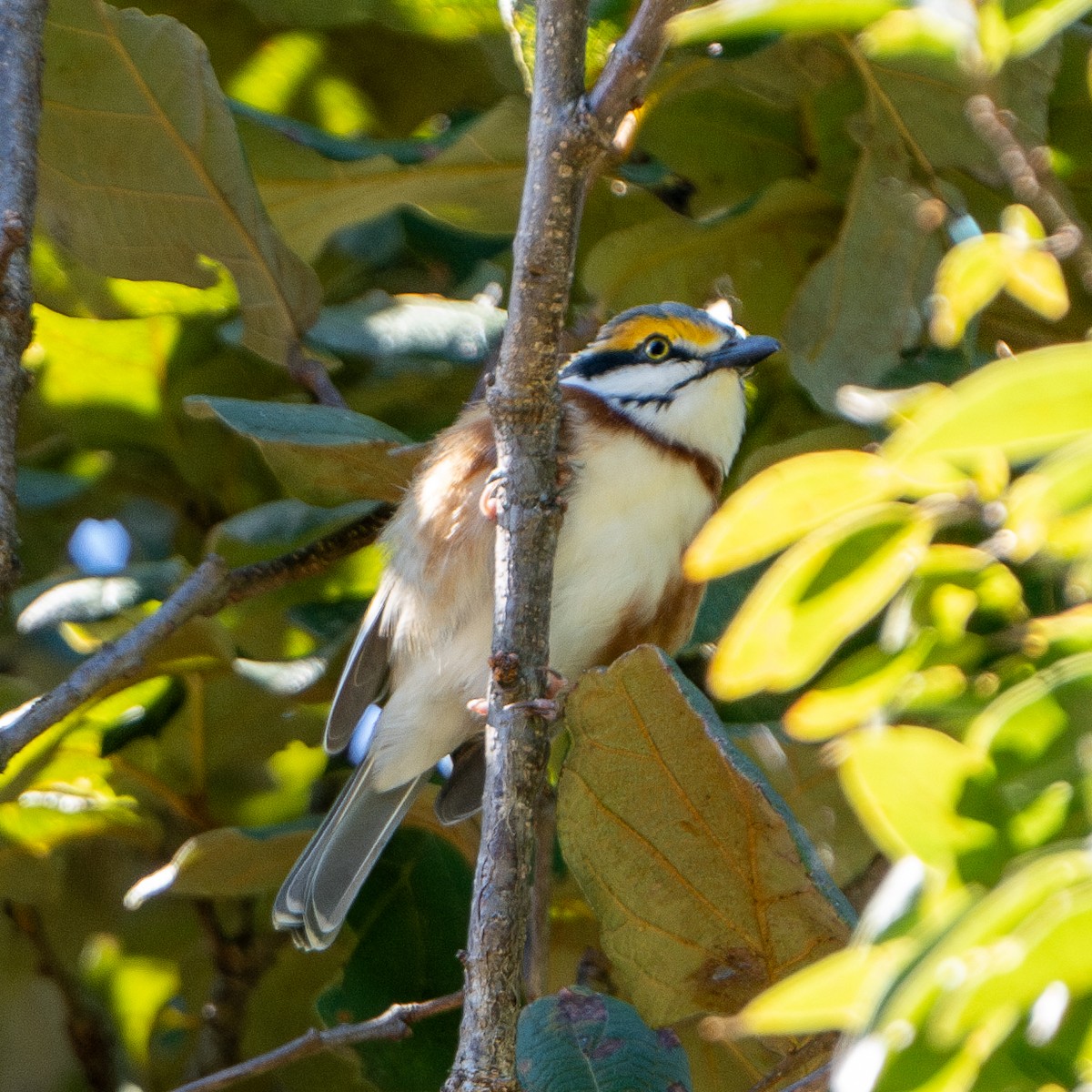Chestnut-sided Shrike-Vireo - ML626988623