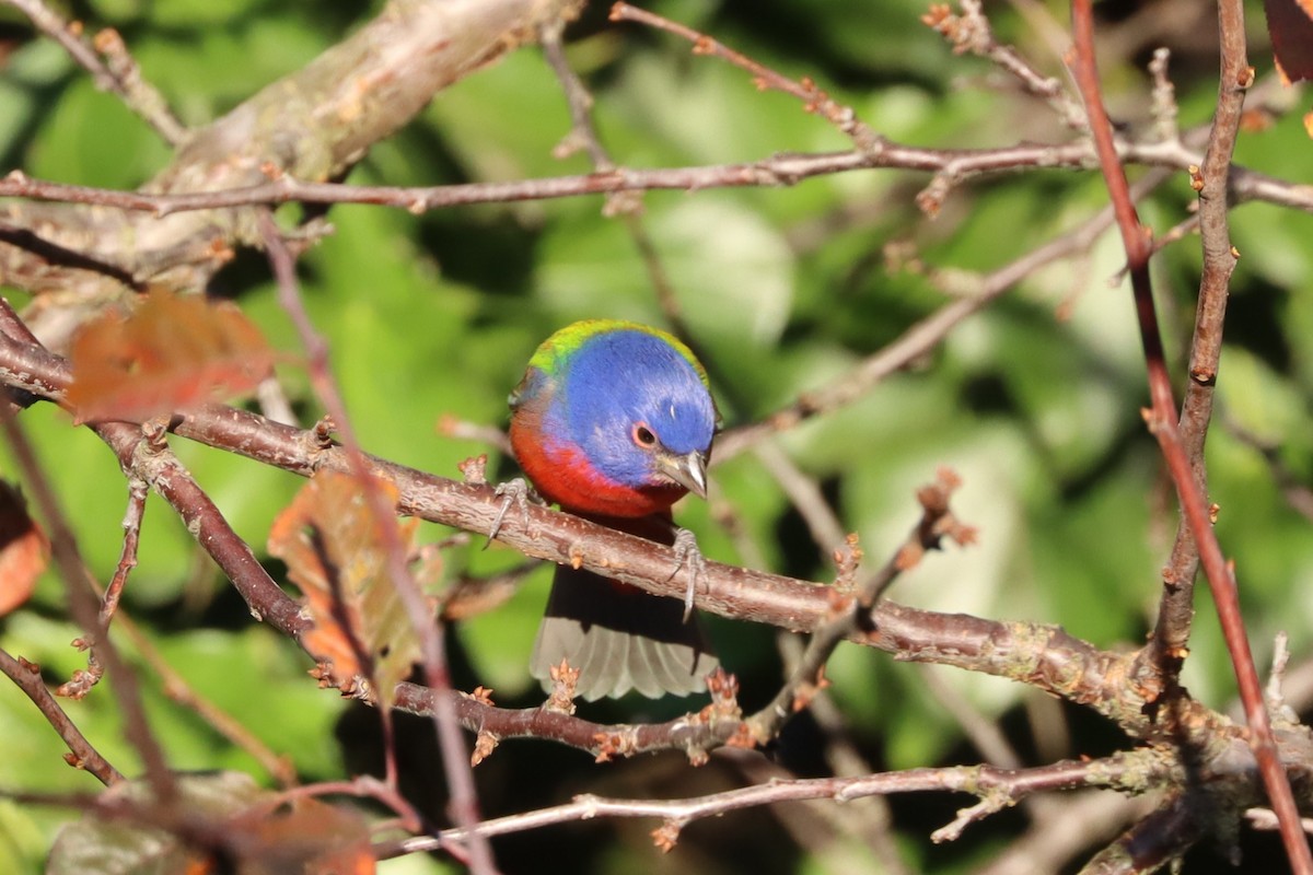 Painted Bunting - ML626988754