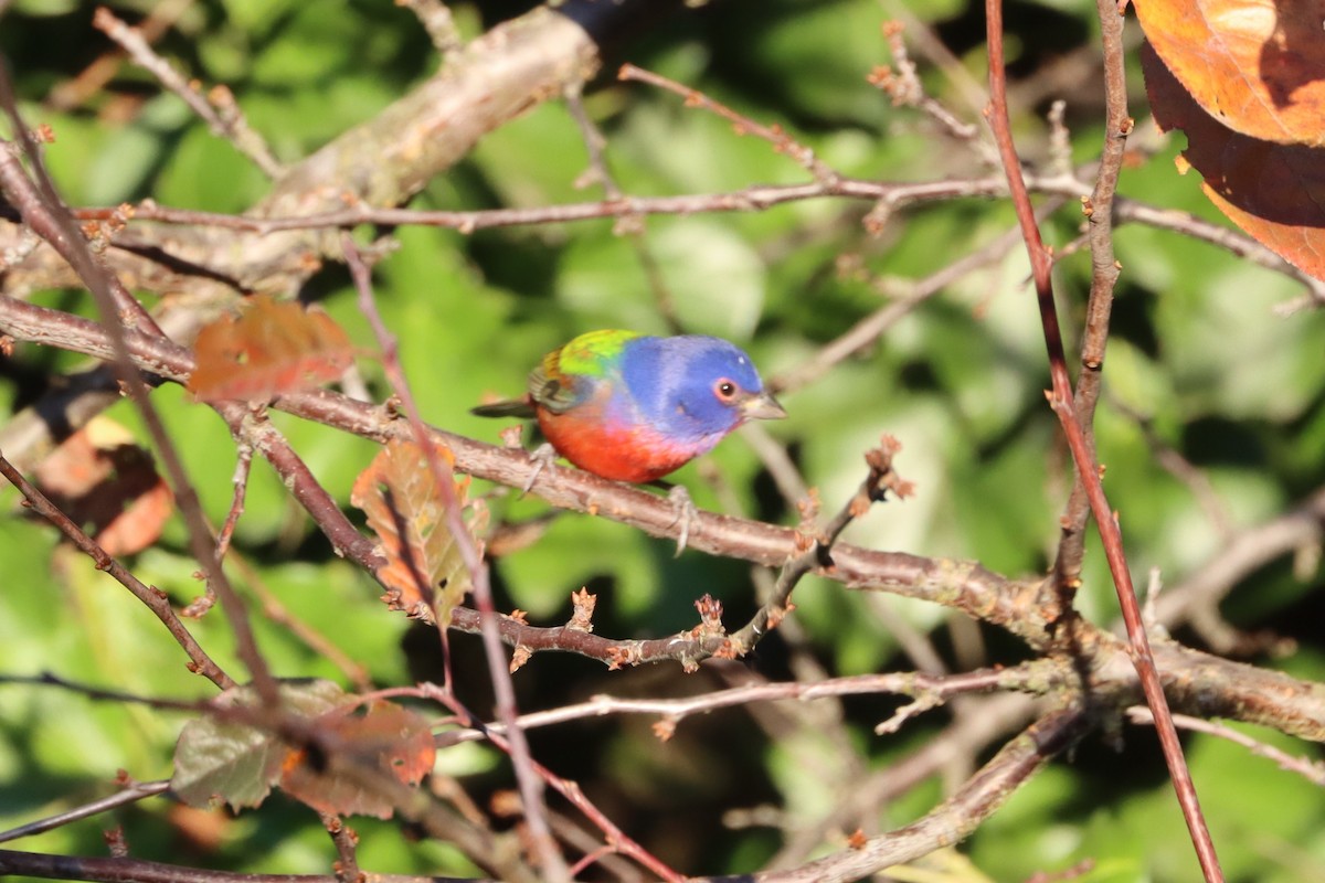 Painted Bunting - ML626988757