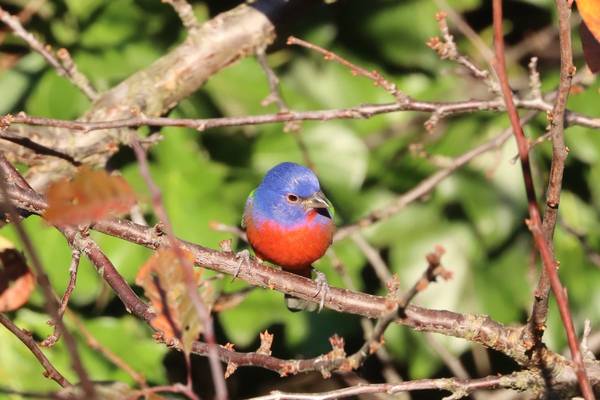 Painted Bunting - ML626988758