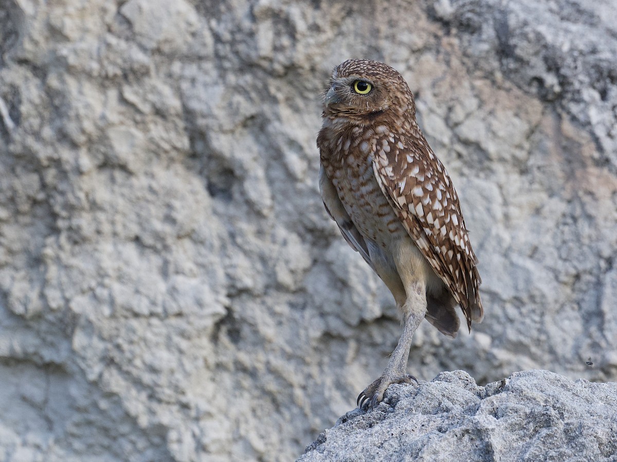 Burrowing Owl - ML626988875