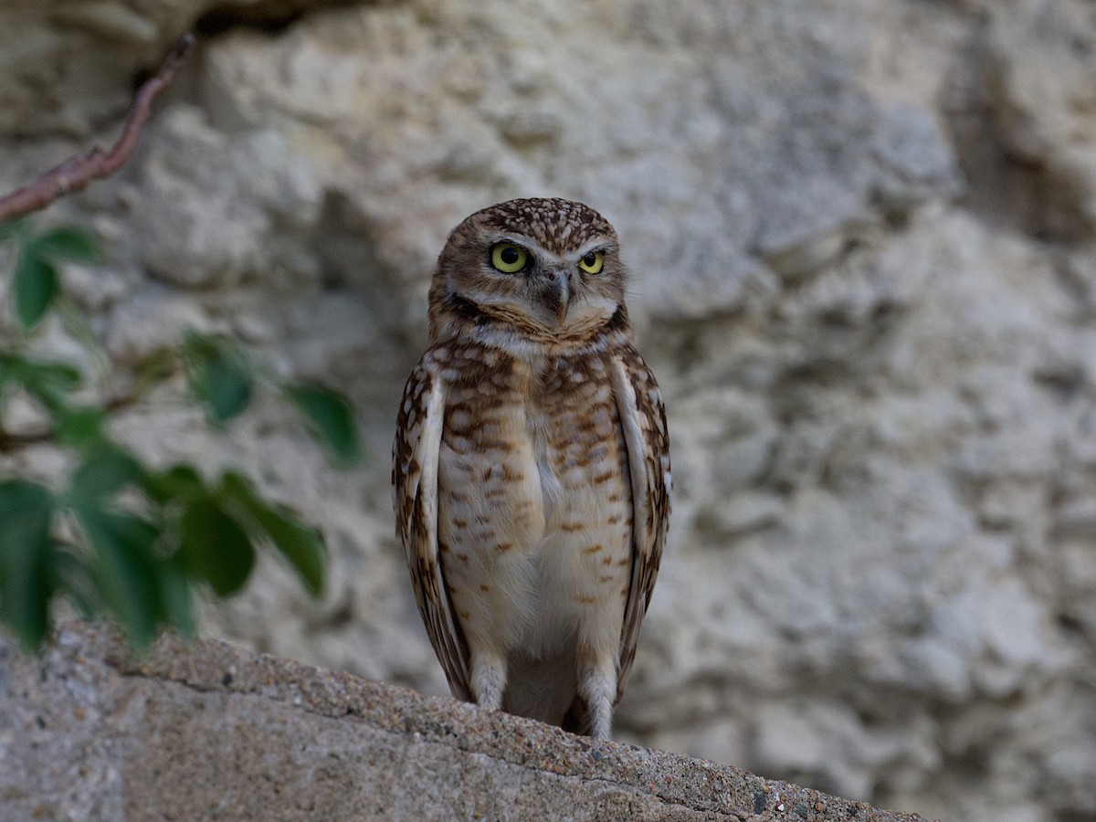 Burrowing Owl - ML626988876