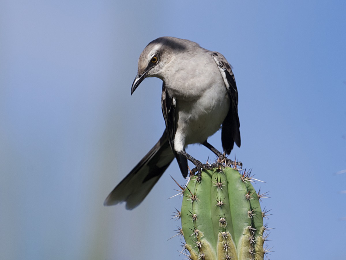 Tropical Mockingbird - ML626989136