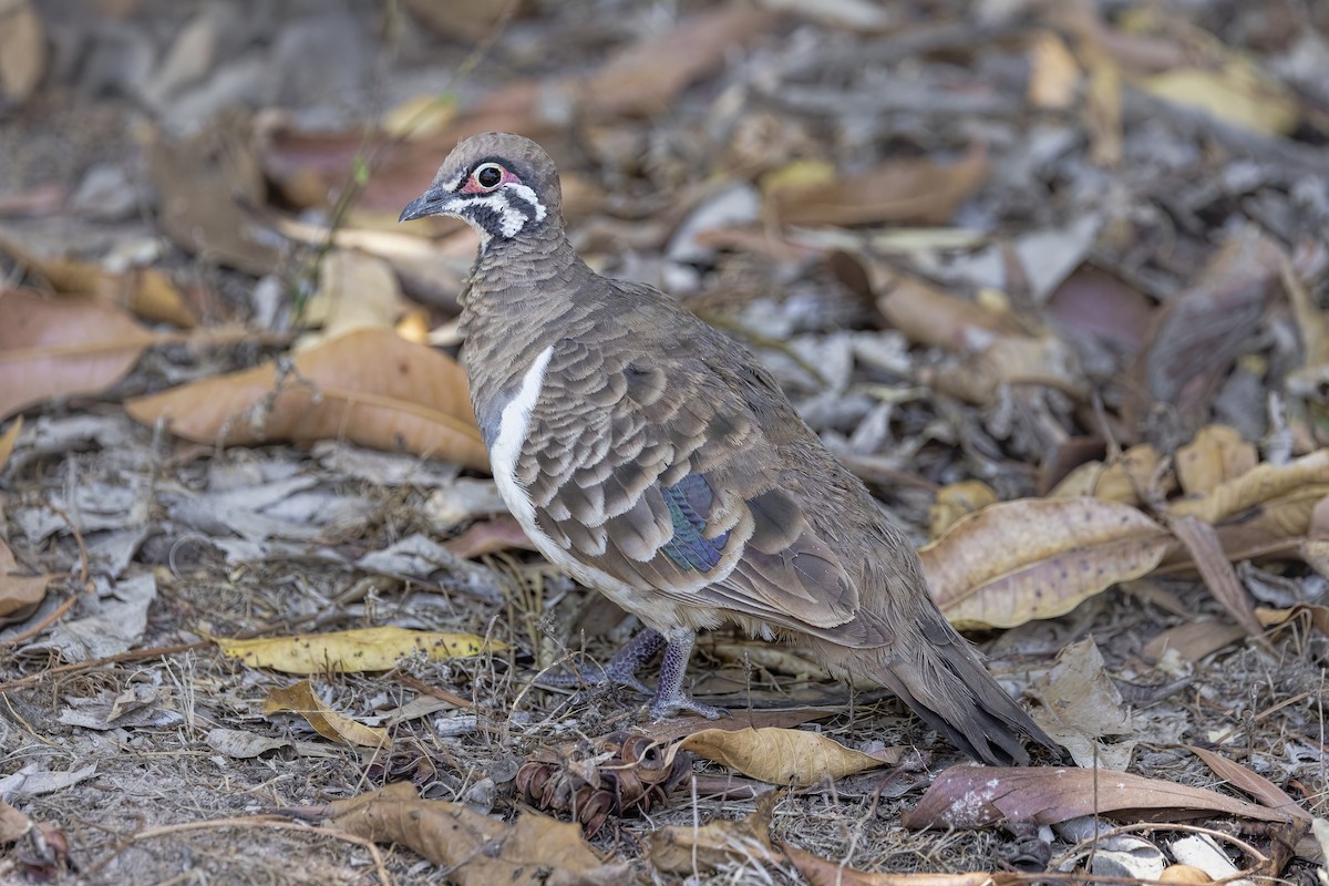 Squatter Pigeon - ML626989392