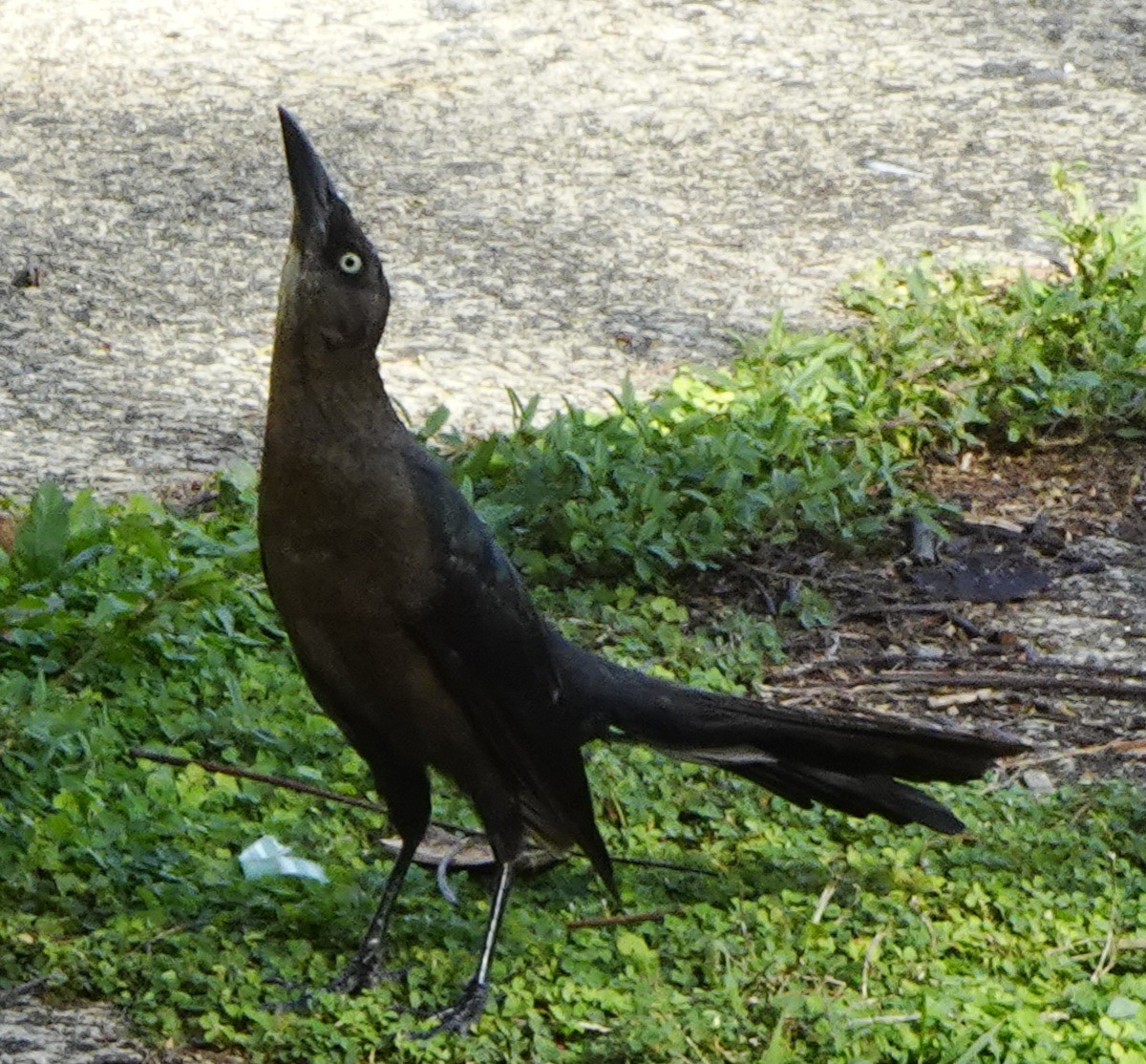 Great-tailed Grackle - ML626989413