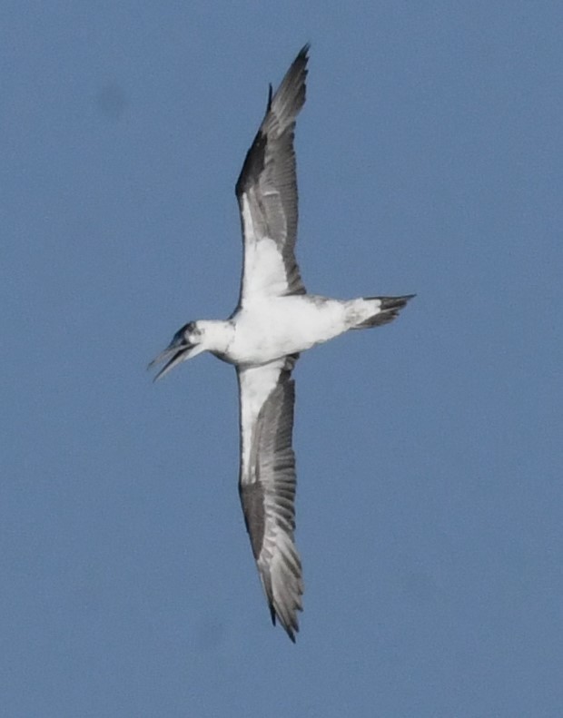 Northern Gannet - ML626989416