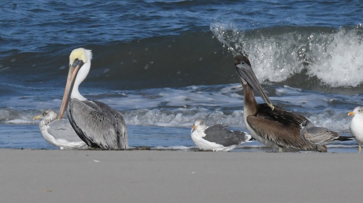 Brown Pelican - ML626989452