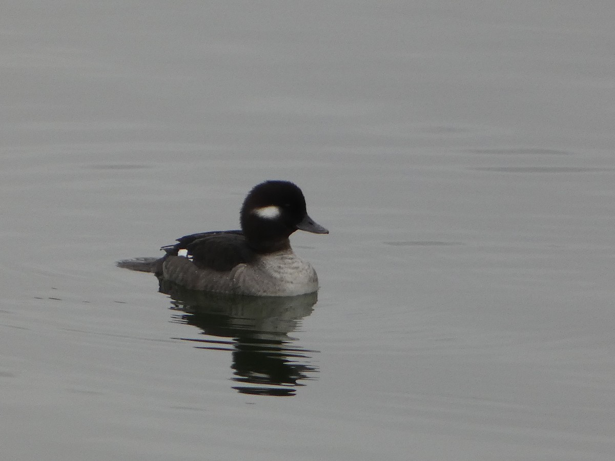 Bufflehead - ML626989461