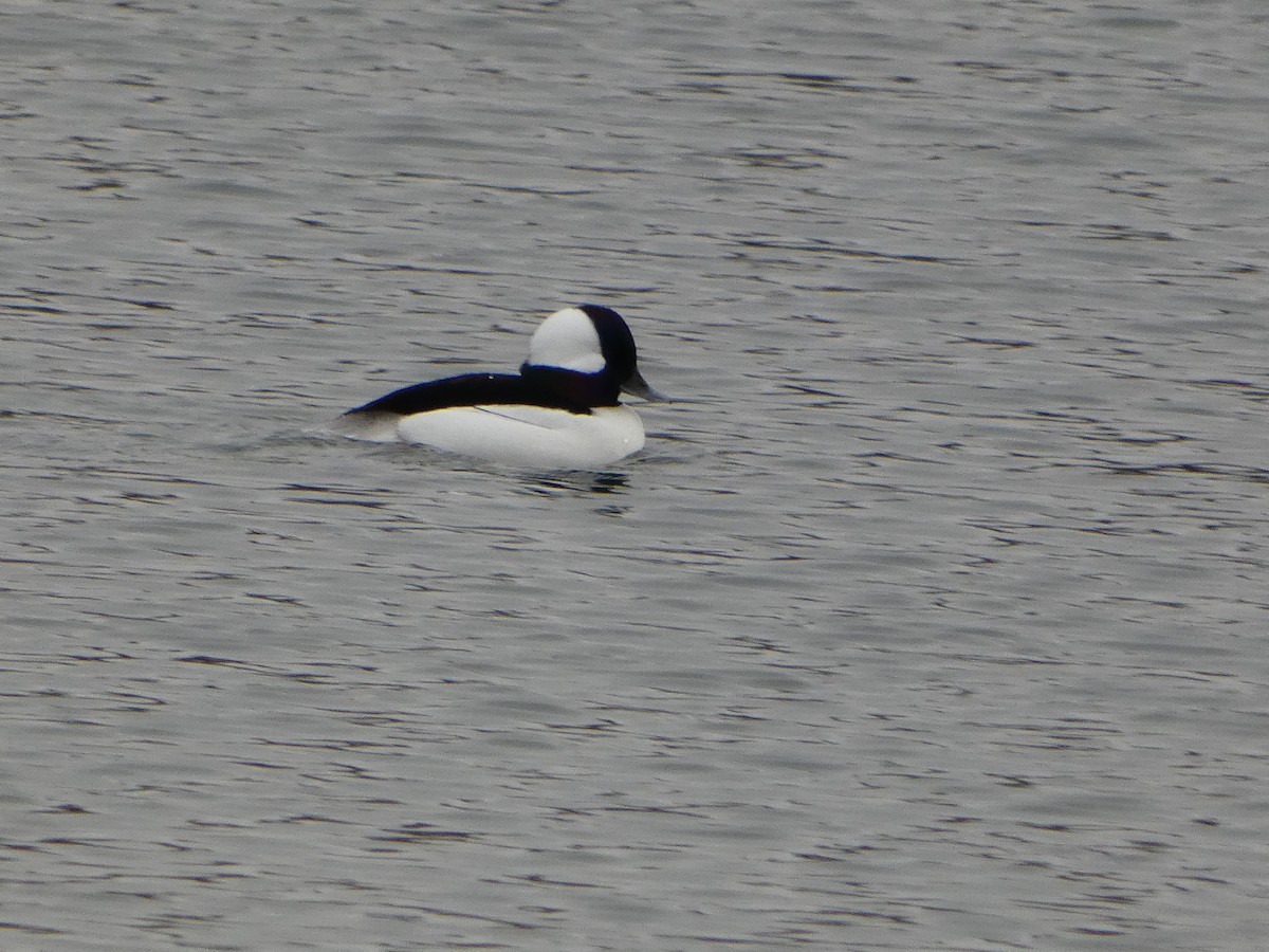 Bufflehead - ML626989462