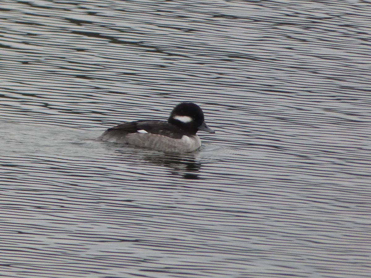 Bufflehead - ML626989463