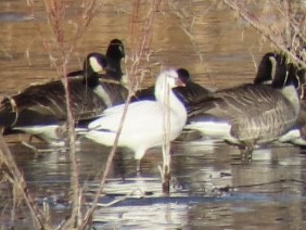 Ross's Goose - ML626989477