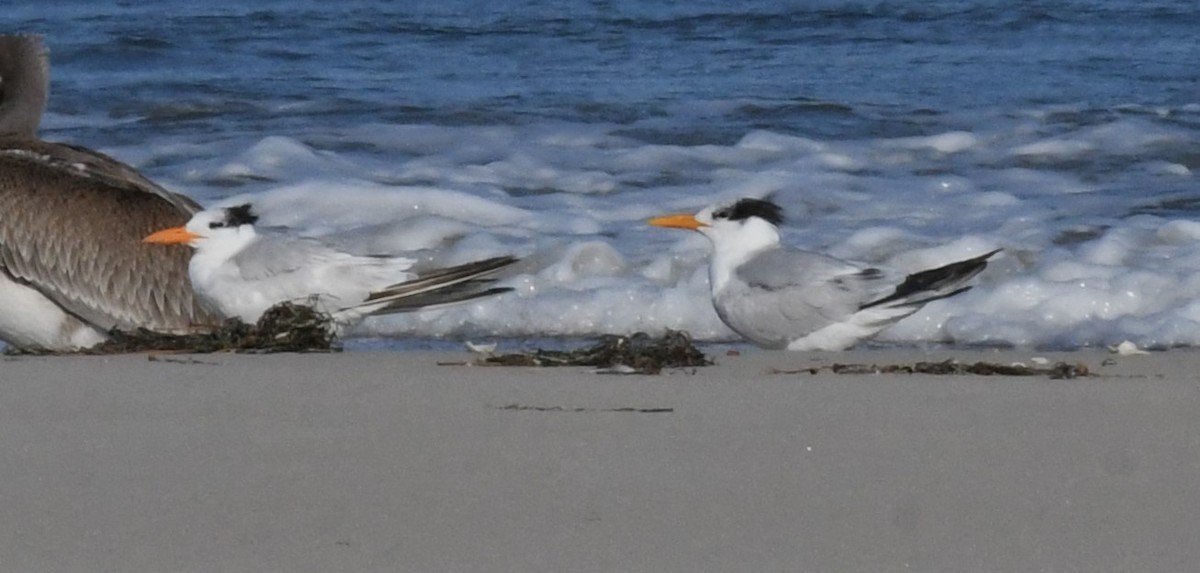 Royal Tern - ML626989491