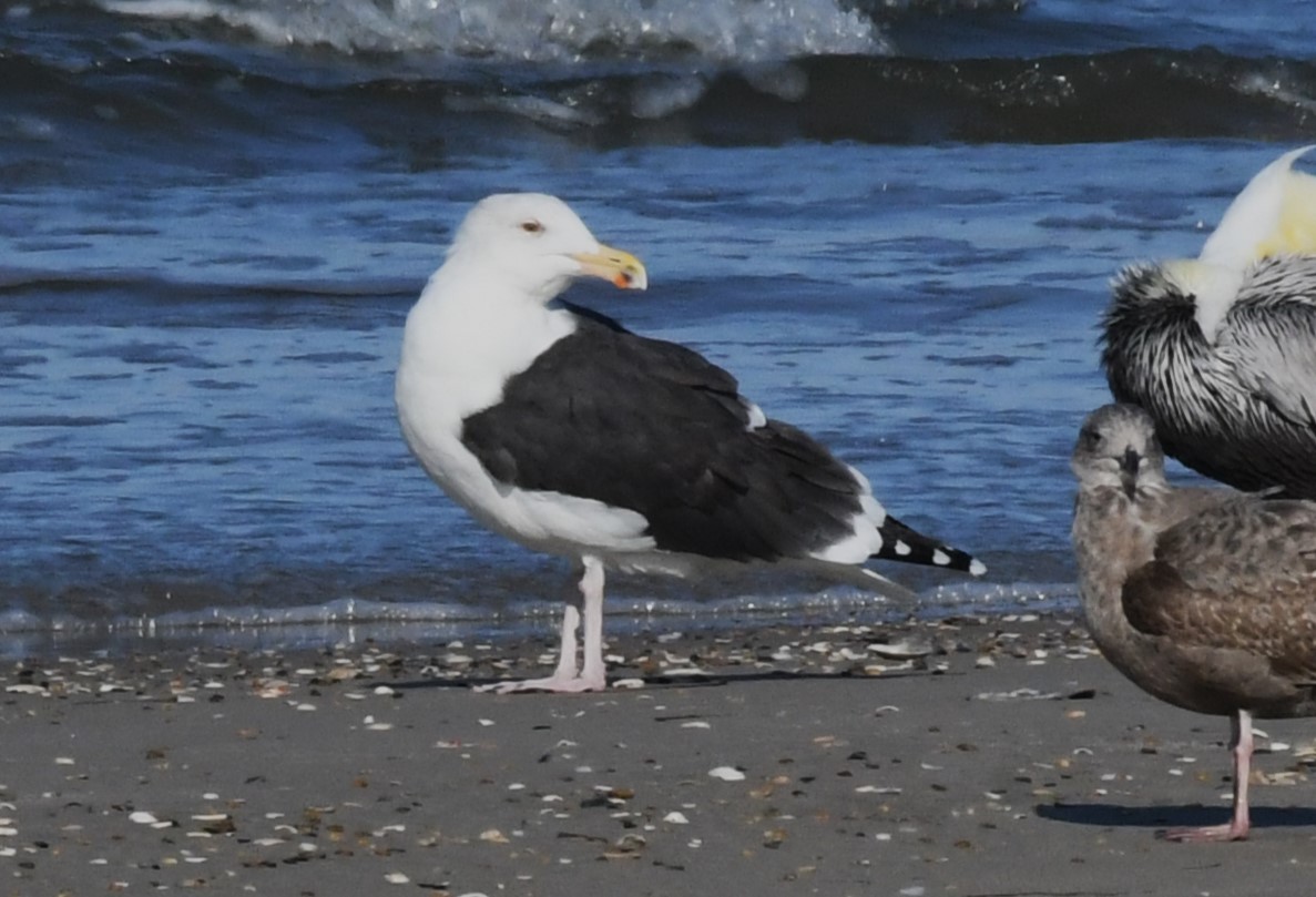 Great Black-backed Gull - ML626989526