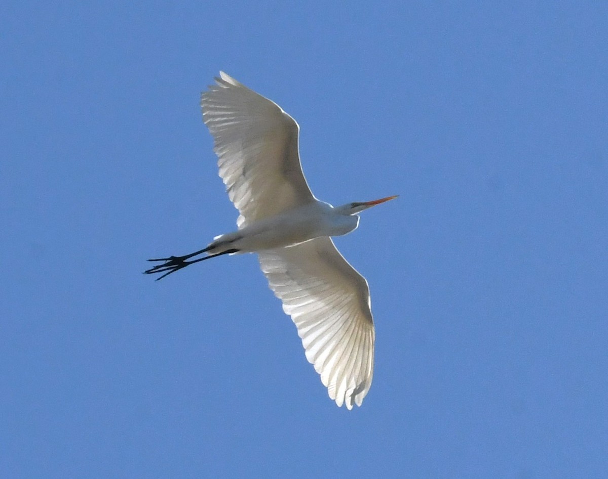 Great Egret - ML626989583