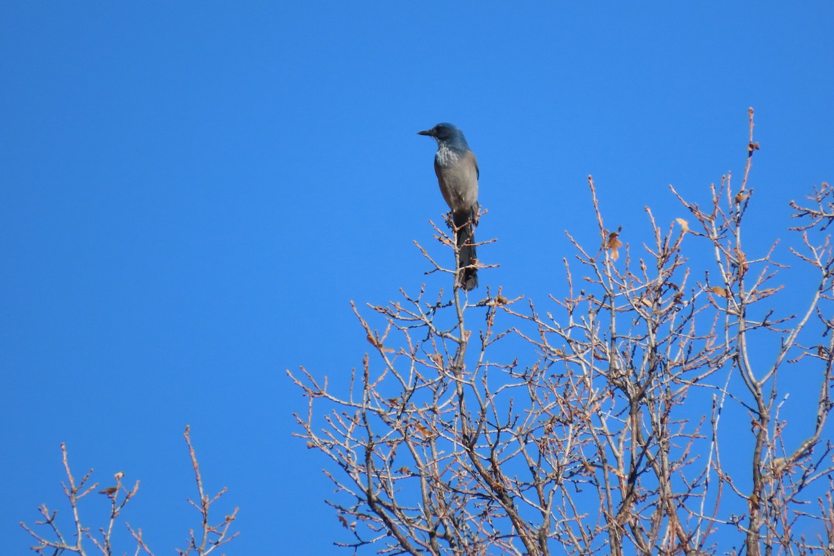 Woodhouse's Scrub-Jay - ML626989623
