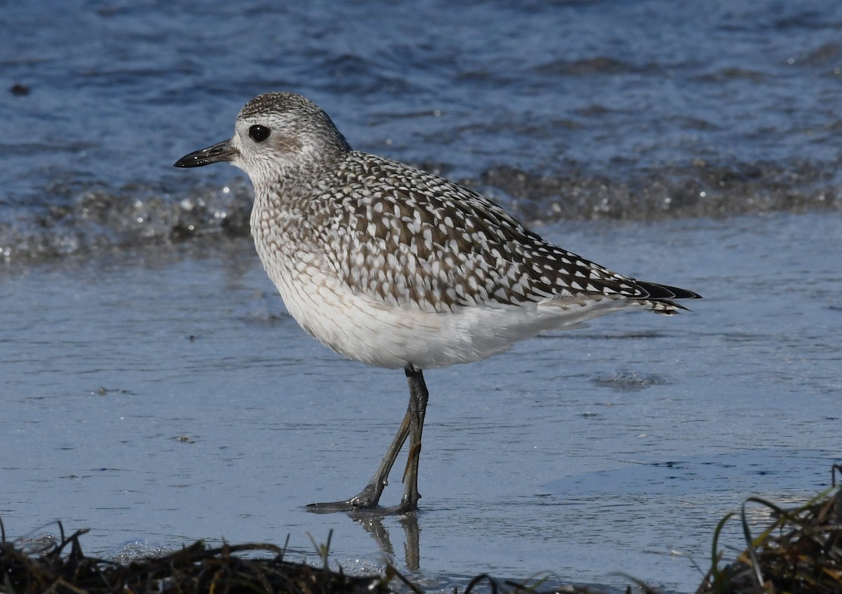 Black-bellied Plover - ML626989642