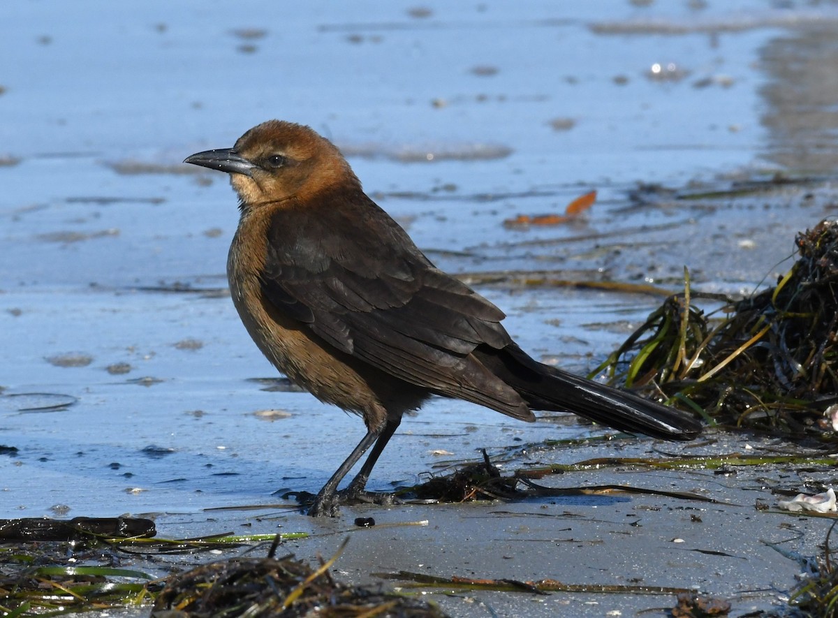 Boat-tailed Grackle - ML626989666