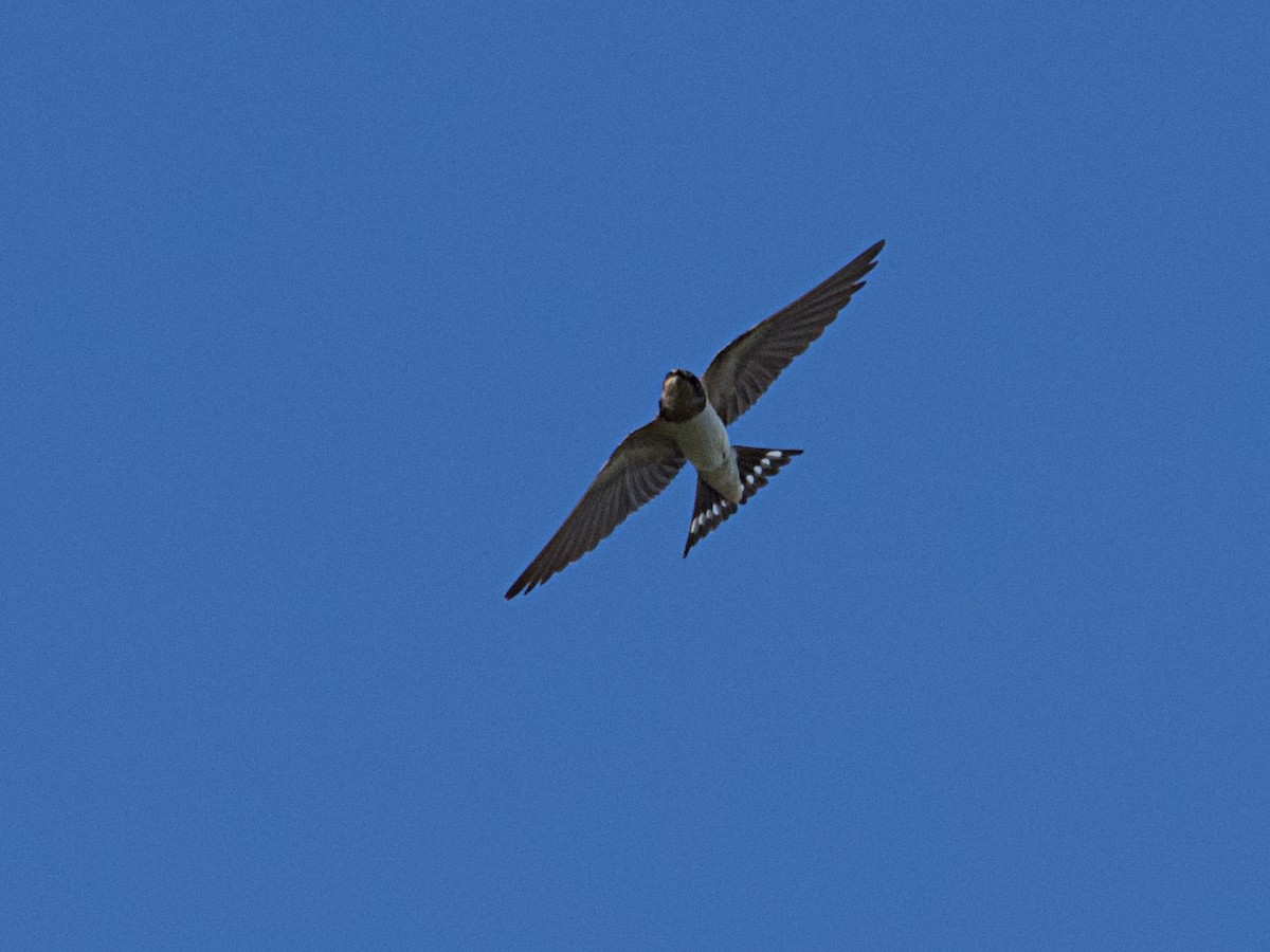 Barn Swallow - ML626989684