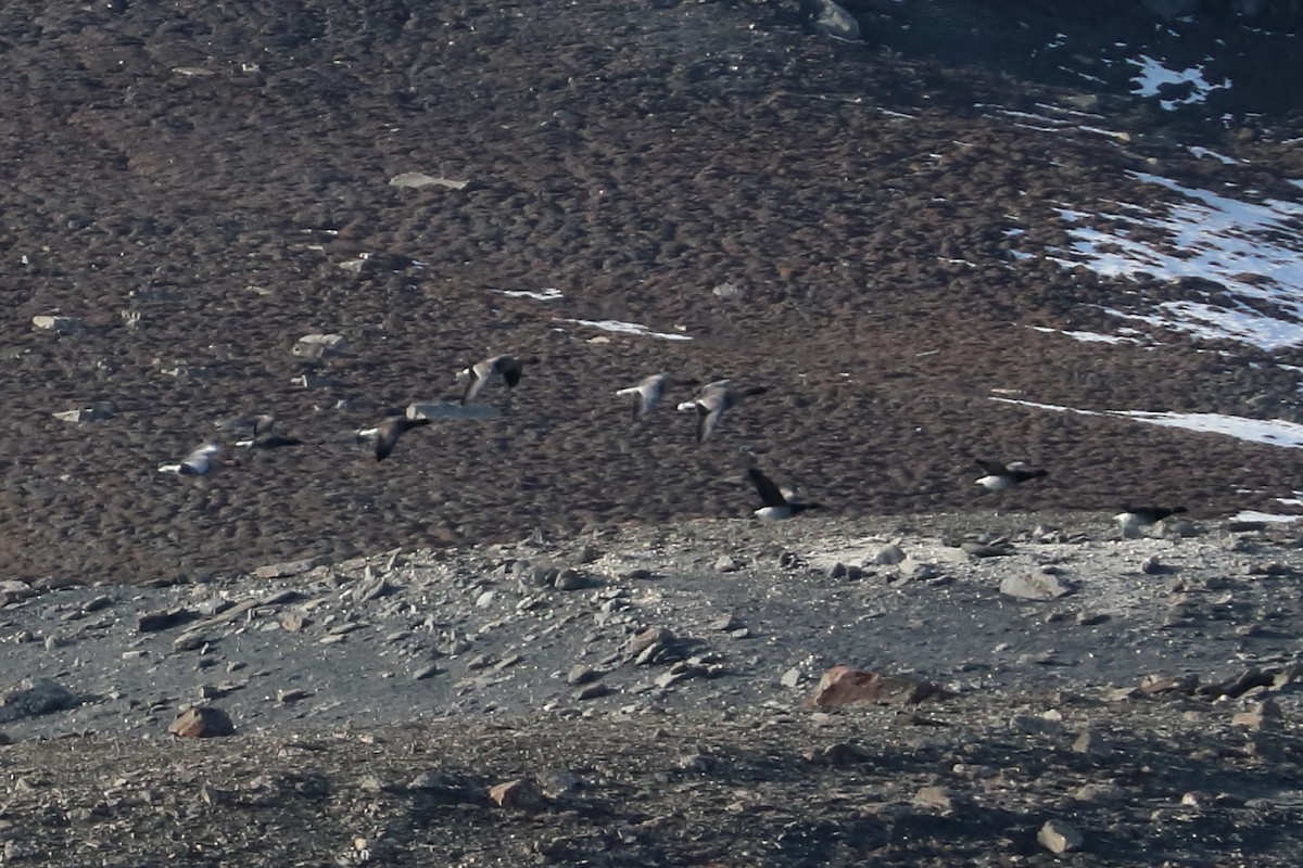 Pink-footed Goose - ML626989687