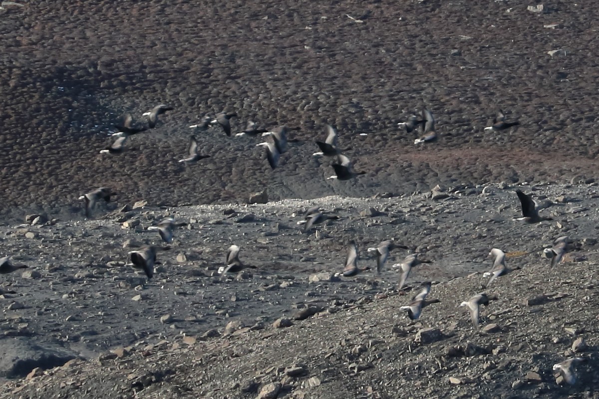 Pink-footed Goose - ML626989691