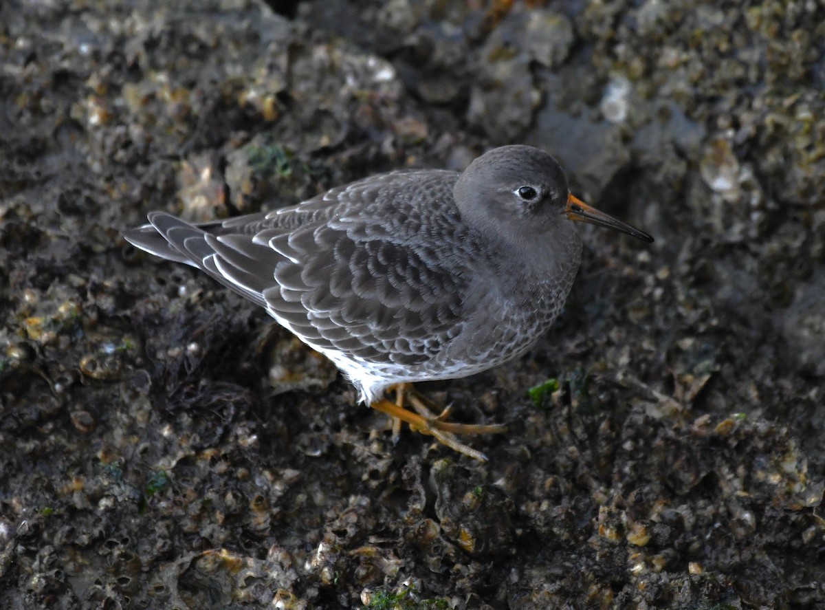 Purple Sandpiper - ML626989762