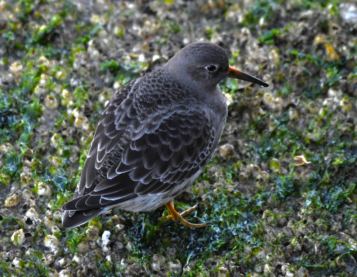 Purple Sandpiper - ML626989822