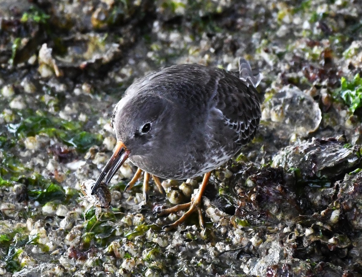 Purple Sandpiper - ML626989901