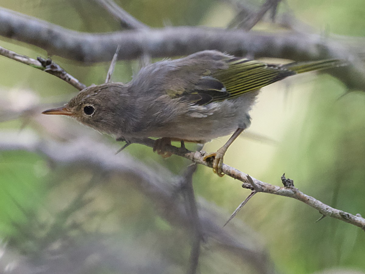 Yellow Warbler (Golden) - ML626989945