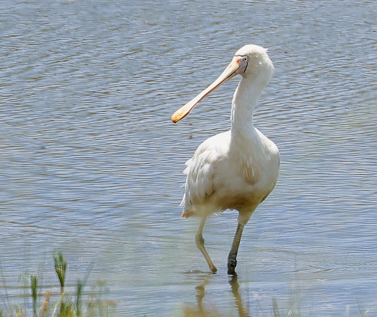 Yellow-billed Spoonbill - ML626990031