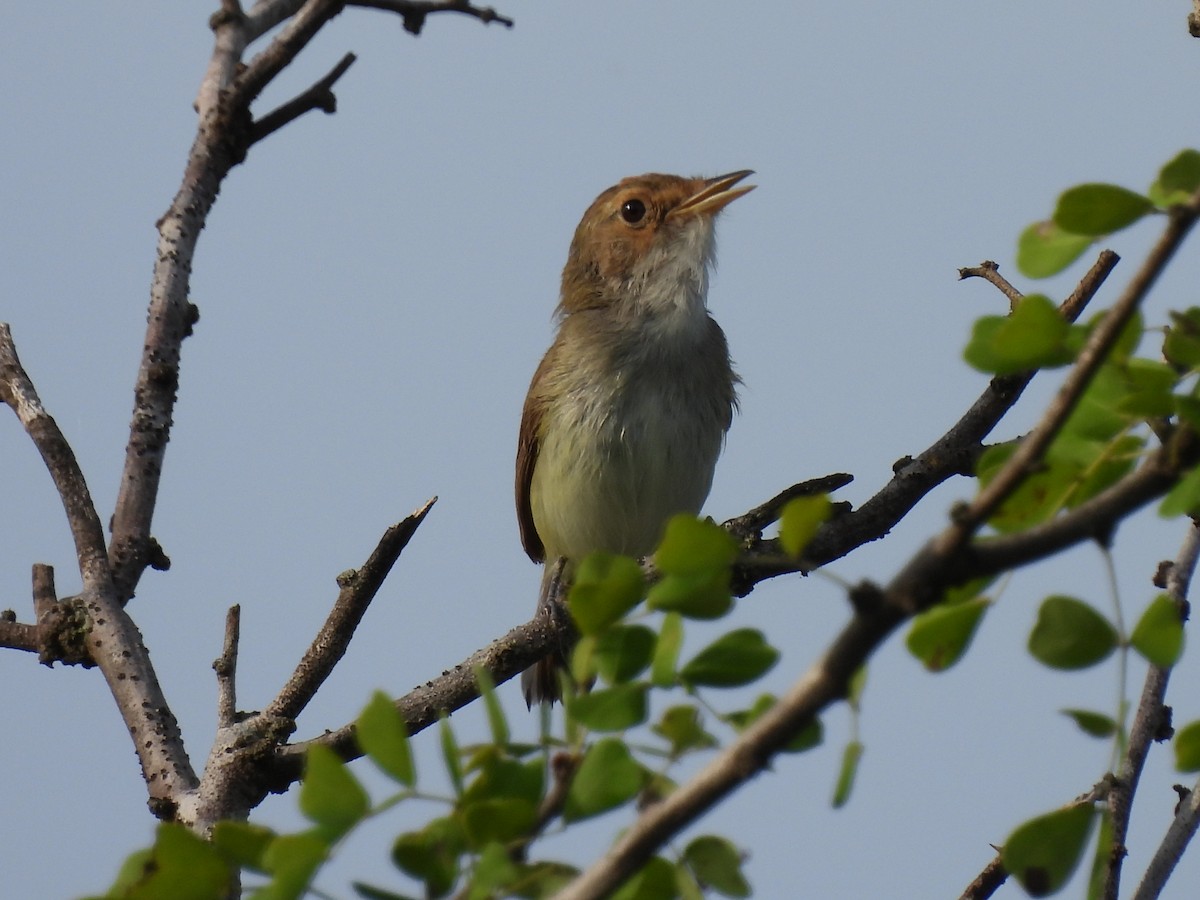 Fulvous-crowned Scrub-Tyrant - ML626990035