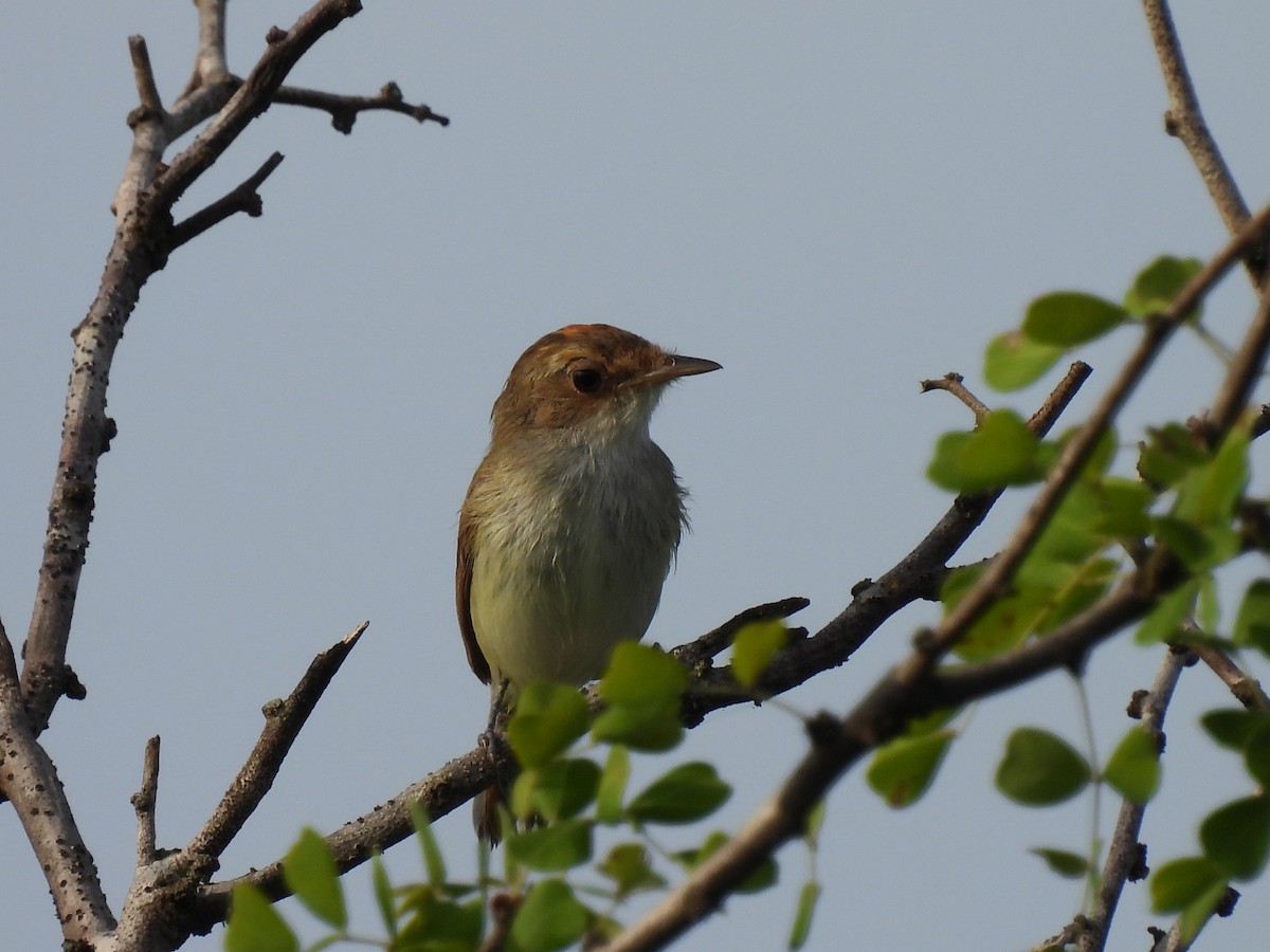 Fulvous-crowned Scrub-Tyrant - ML626990036