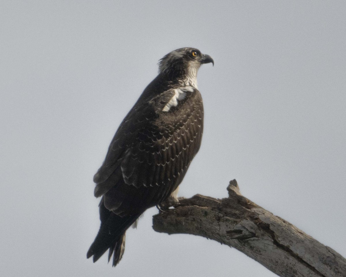 Osprey - ML626990302