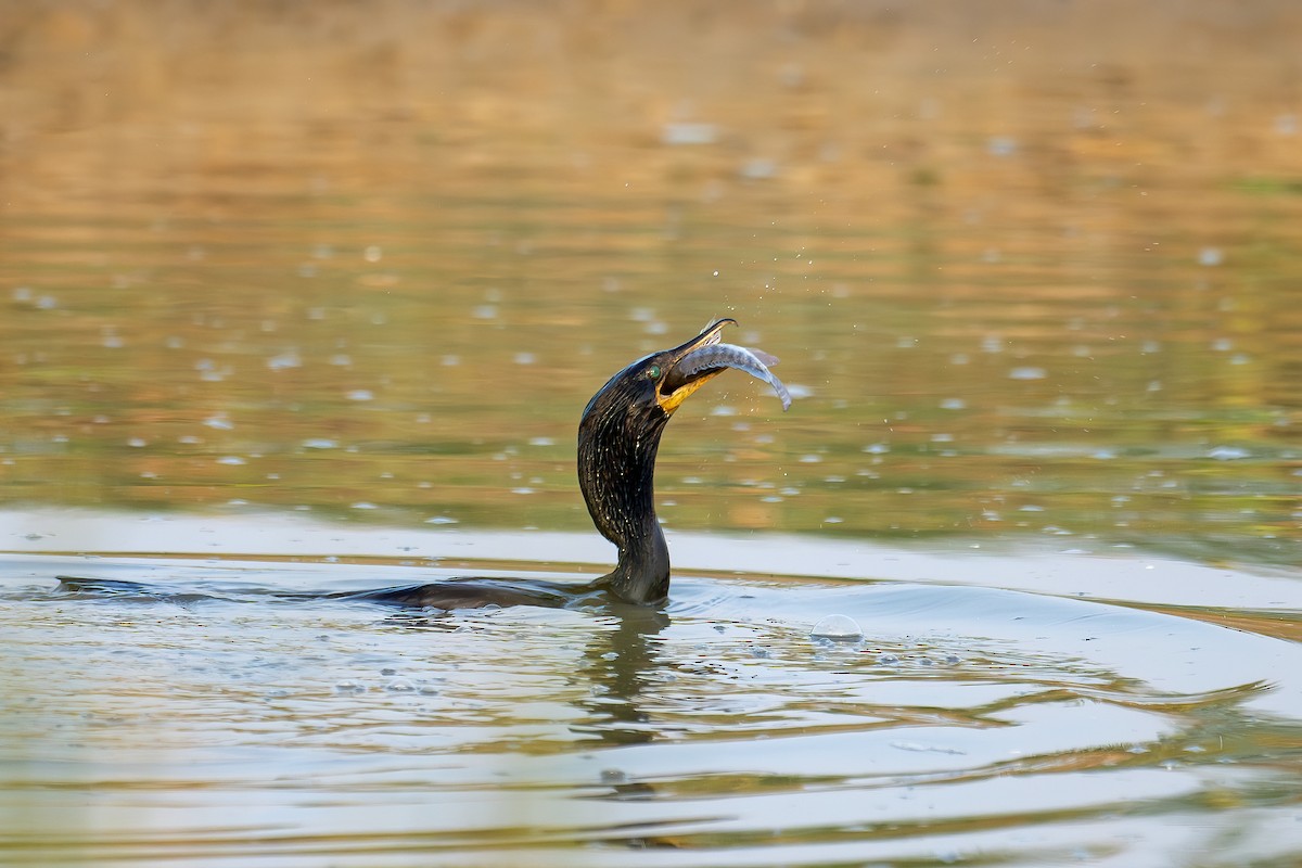 Indian Cormorant - ML626990354