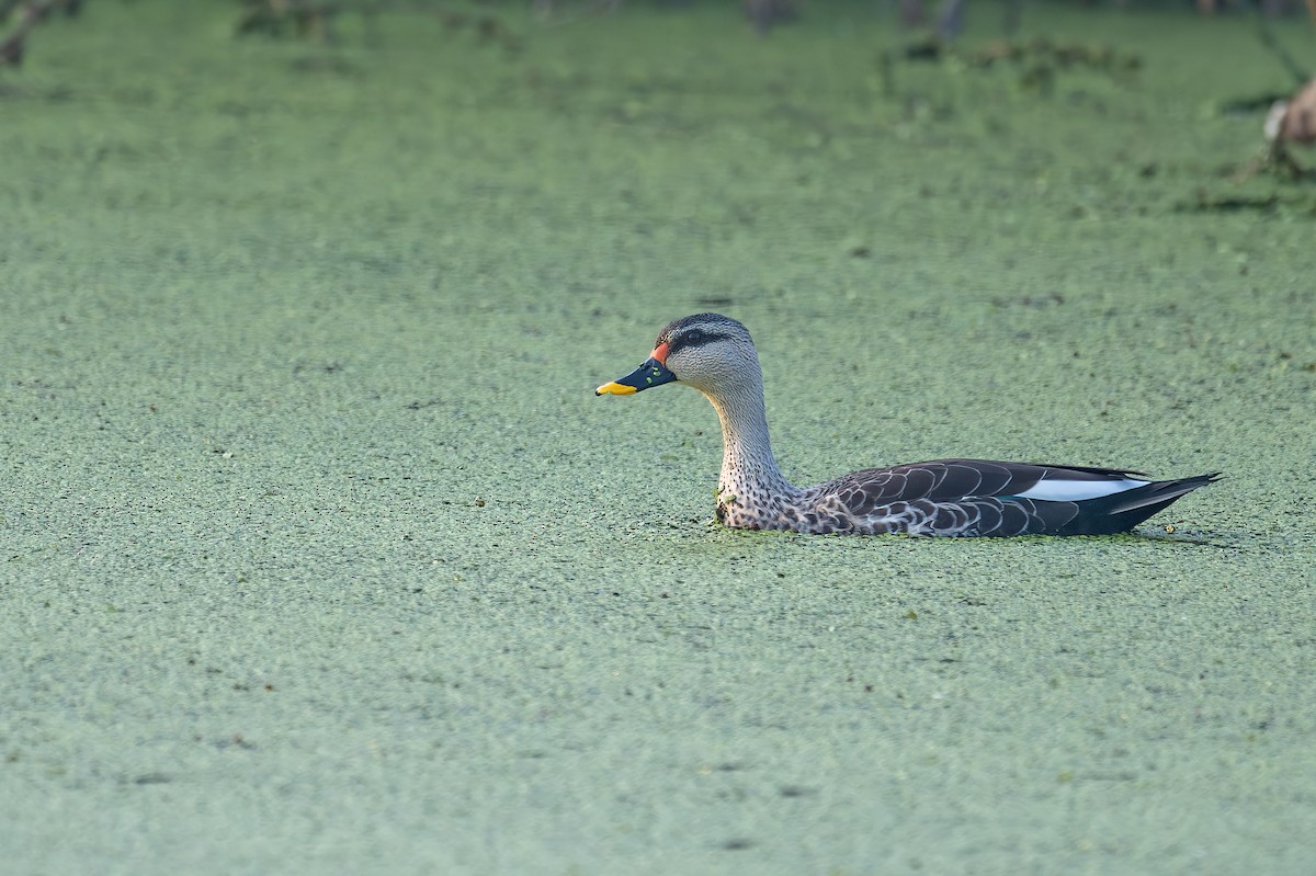 Indian Spot-billed Duck - ML626990424