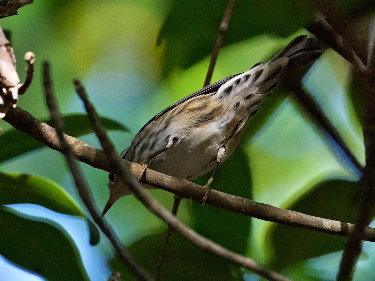 Black-and-white Warbler - ML626990484