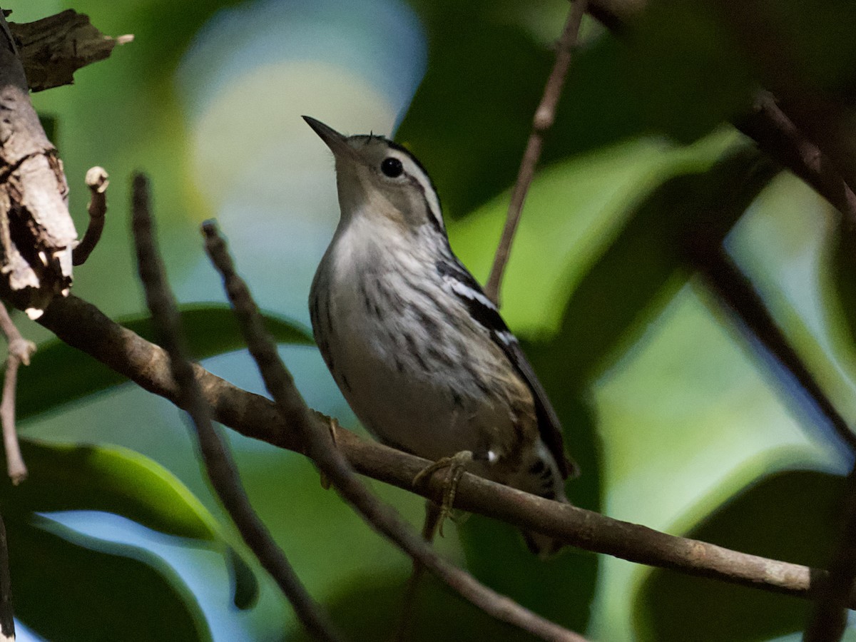 Black-and-white Warbler - ML626990485