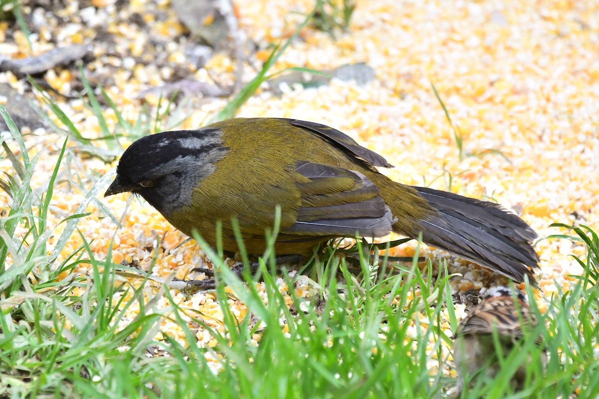 Large-footed Finch - ML626990538