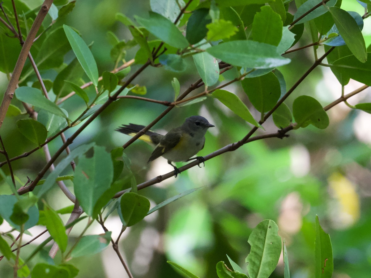 American Redstart - ML626990642