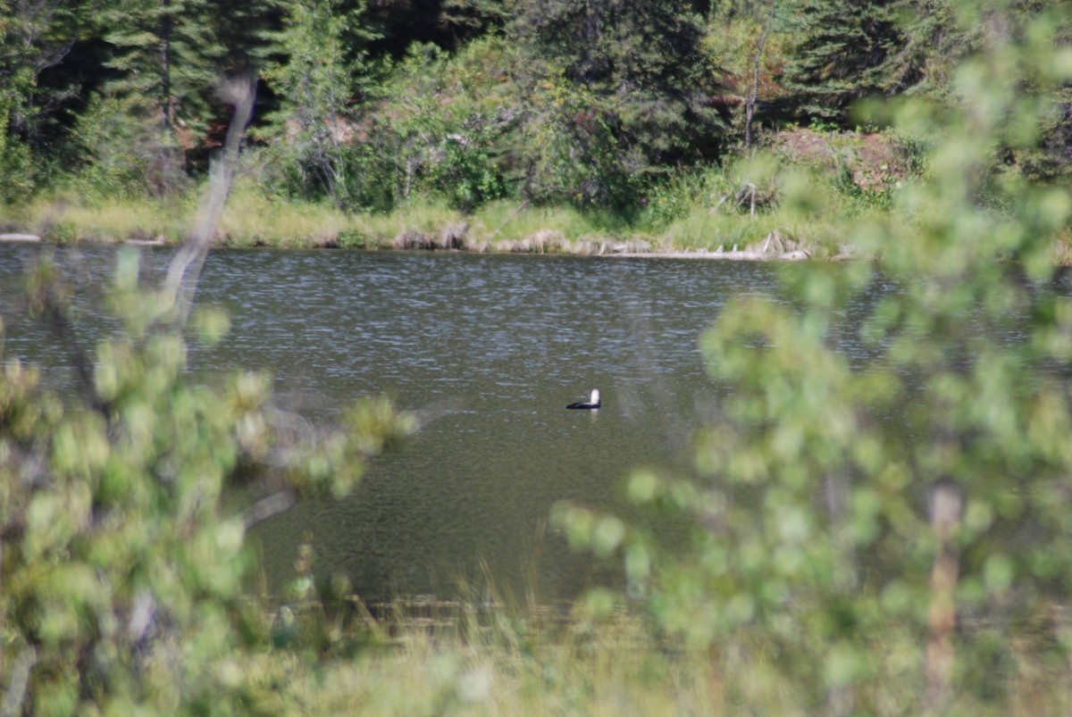 Pacific Loon - ML626990671