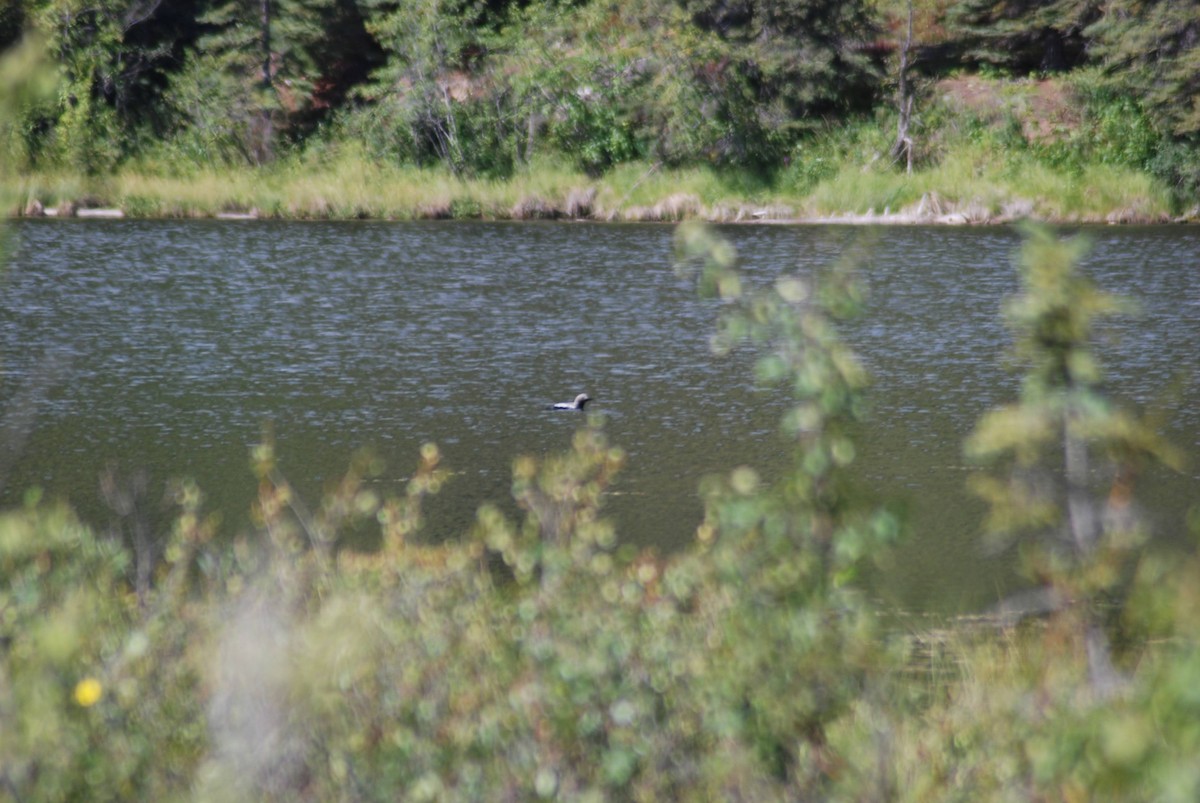 Pacific Loon - ML626990673