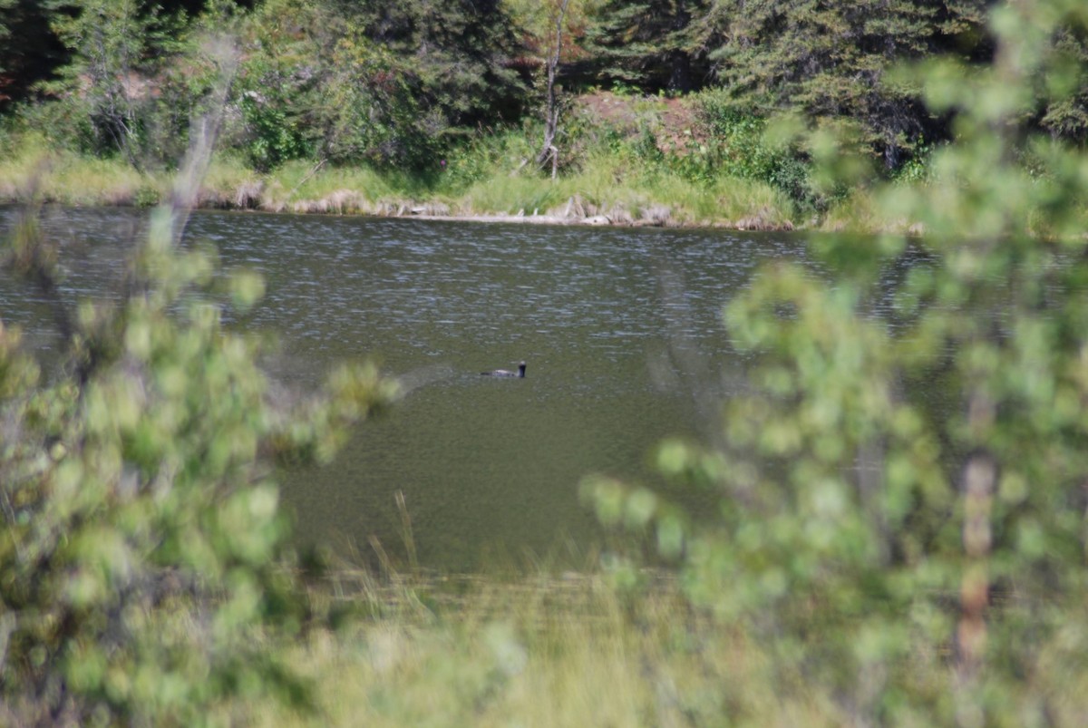 Pacific Loon - ML626990674