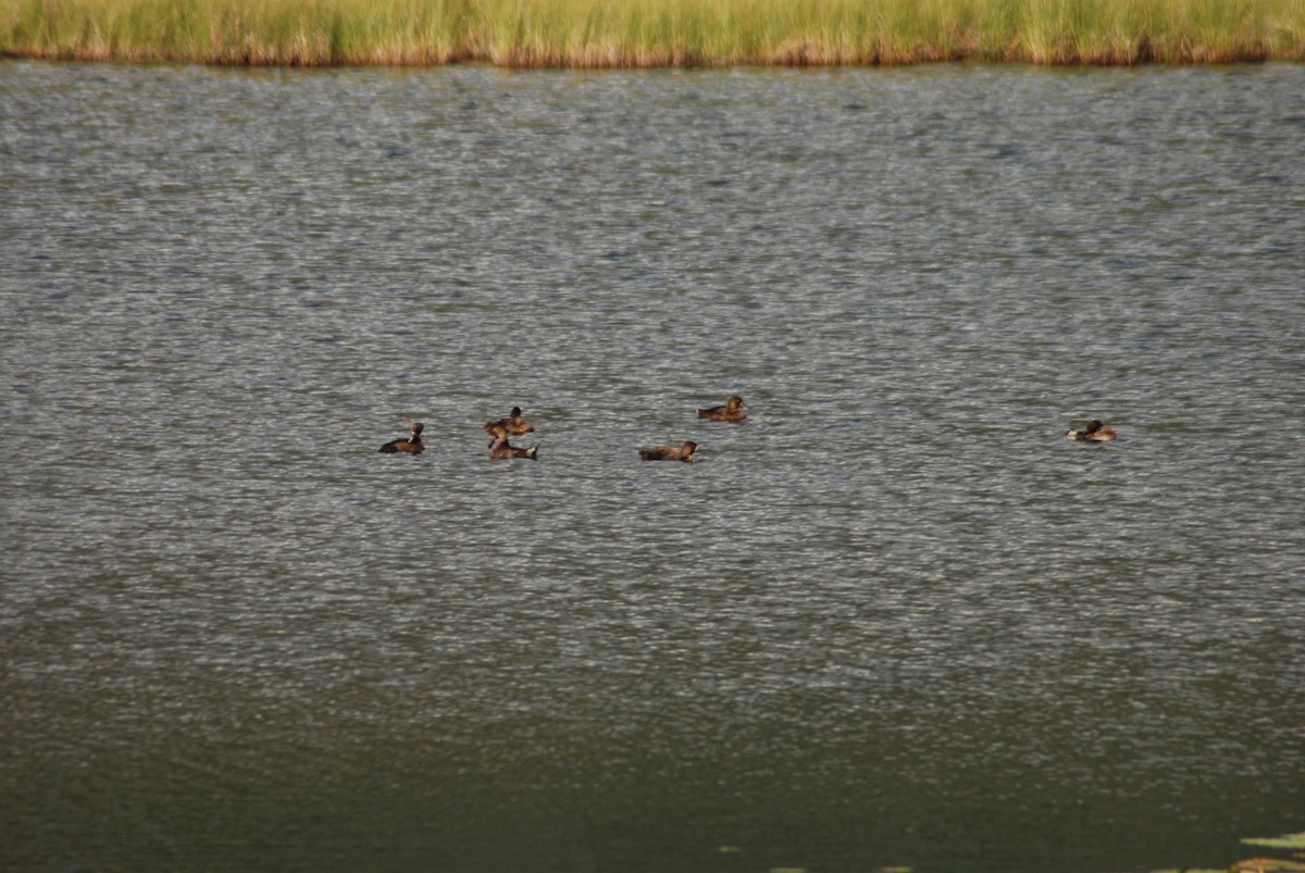 Lesser Scaup - ML626990679