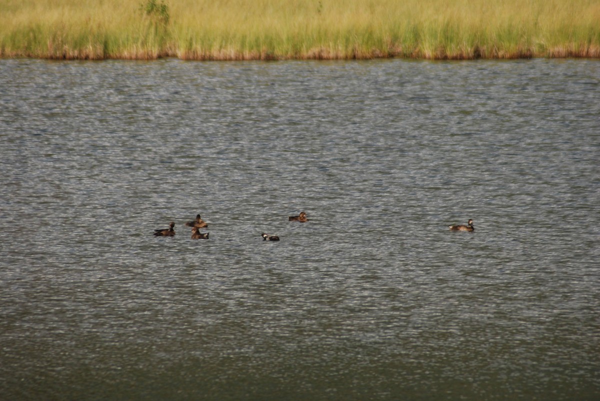 Lesser Scaup - ML626990680