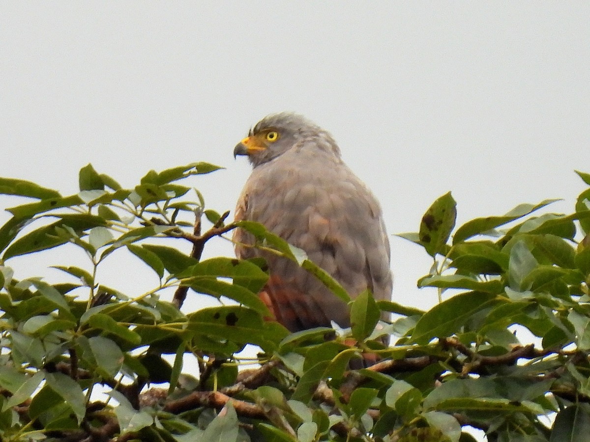 Roadside Hawk - ML626990710