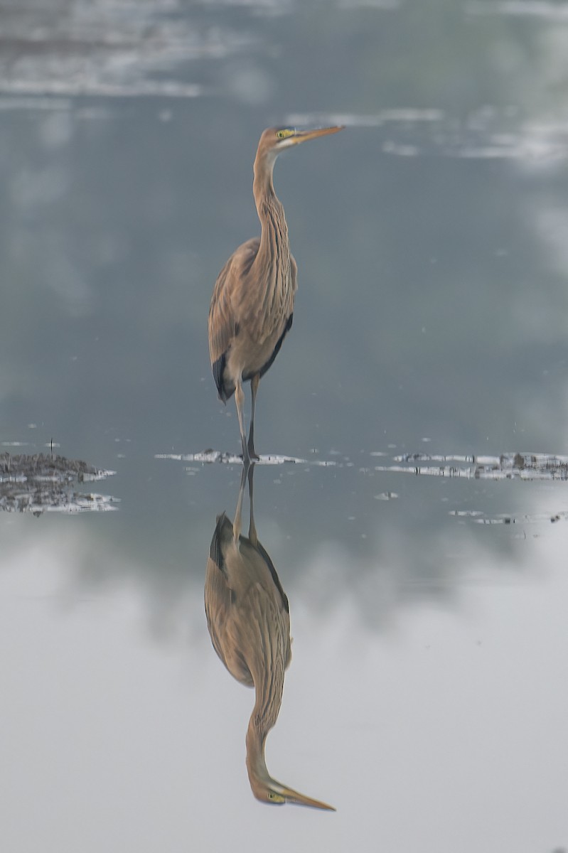 Зээрд дэглий - ML626990727