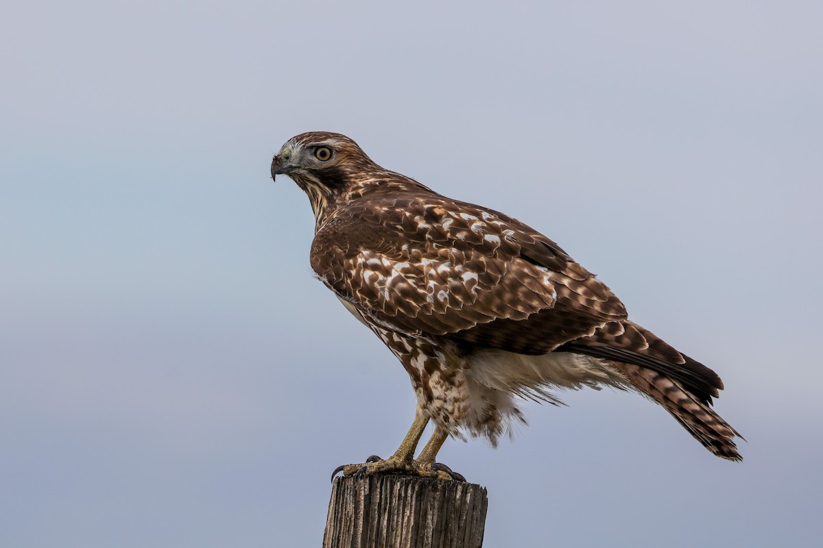 Red-tailed Hawk - ML626990732