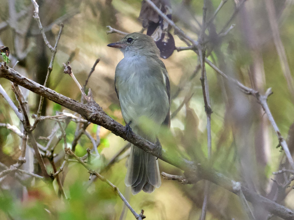 Caribbean Elaenia - ML626990737