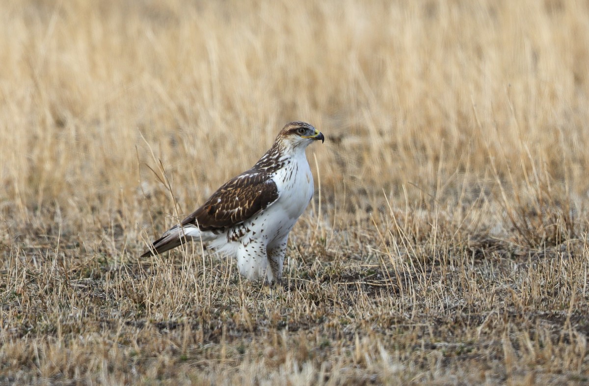 Ferruginous Hawk - ML626990745