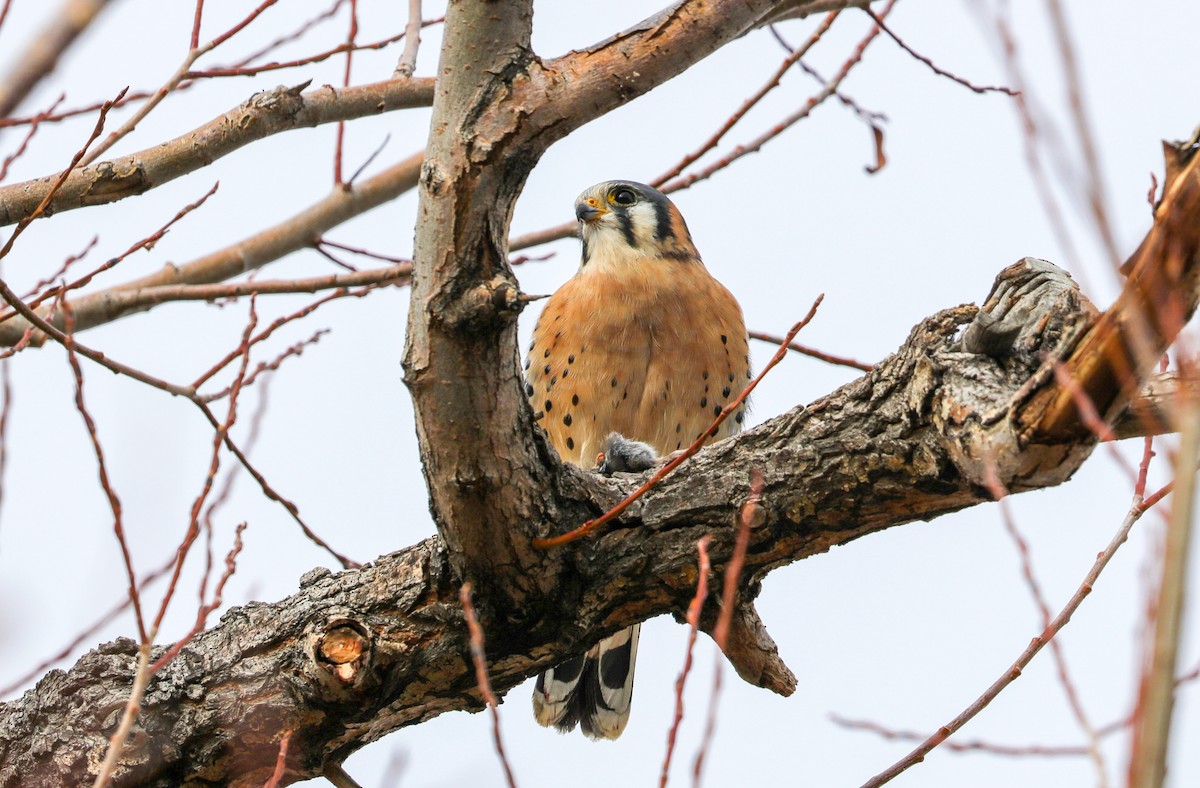 American Kestrel - ML626990753